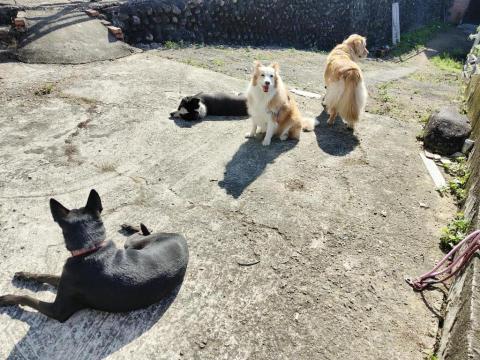 寶寶House渡假瘋 - 寶寶、麥麥、貝拉、Lucky