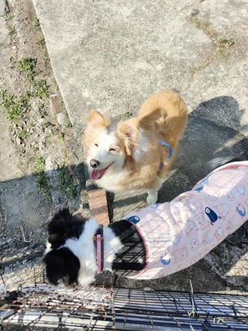 寶寶House渡假瘋 - 貝拉、麥麥