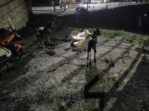 寶寶House渡假瘋 - 寶寶、福寶、柚子