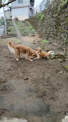 寶寶House渡假瘋 - 寶寶、笨笨