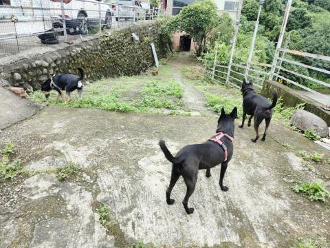 寶寶House渡假瘋 - 福寶、柚子、Lucky