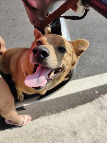 寶寶House渡假瘋 - 橘子 居住時間長順便為他做各式行為訓練