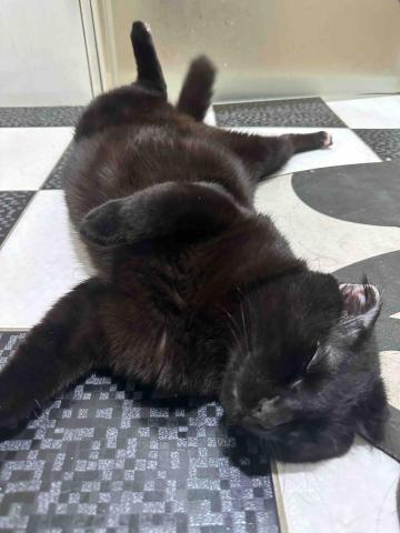 提供陽光高爾夫服務的專家又Yo