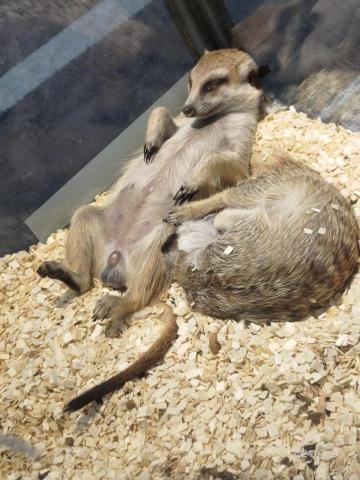 小毛頭寵物保母 - 