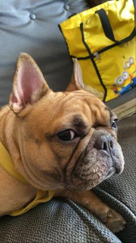 陳婉綾 - 寵物寄宿