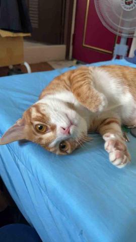 阿肥的家 - 裝可愛啦