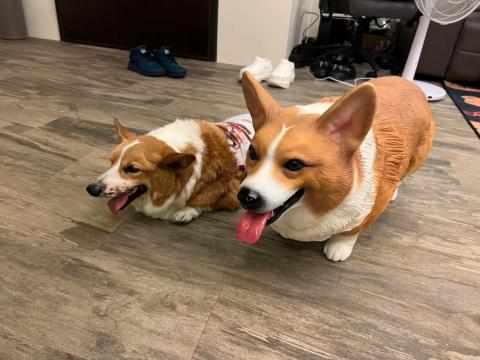 M.Y 3D Studio 模型工作室  - 客戶委託 寵物模型3D實體製作