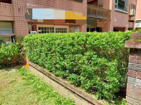 黃先生 - 綠籬修剪