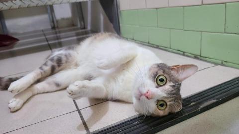 徐晏緹 - 到府的可愛喵喵♡ 徐晏緹 - 到府的可愛喵喵♡