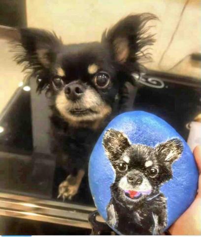 畫布、石頭彩繪(寵物、人物肖像似顏繪) - 此為上班同事的毛孩我拿來練習用，同事說神韻有抓到。(致贈)