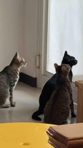 黄淑芬 - 凝視外面的3隻小貓