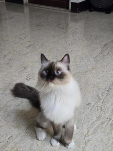 徐晏緹 -  徐晏緹 -