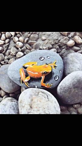 畫布、石頭彩繪(寵物、人物肖像似顏繪) - 練習用。家裡養隻青蛙不知是什麼體驗？[裸眼3D立體彩繪]