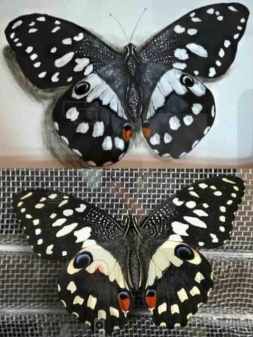 畫布、石頭彩繪(寵物、人物肖像似顏繪) - 此幅為好友在家中飛舞的蝴蝶，學名叫做達摩鳯蝶，我就照樣以色鉛筆完成並致贈同學，深受好友喜愛。