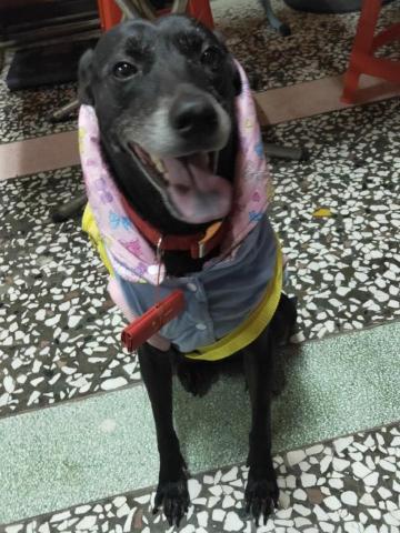 陳婉綾 - 寵物寄宿