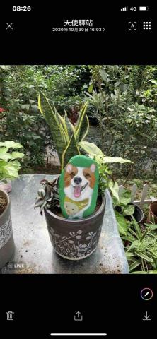 畫布、石頭彩繪(寵物、人物肖像似顏繪) - 石頭彩繪極具紀念、收藏價值，可適應外在環境，防水、防塵不易退色，顏料保固一年。(定價$1,500)