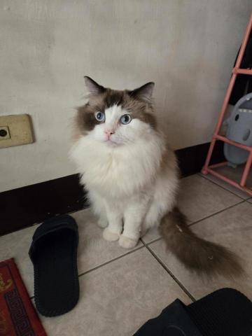 徐晏緹 - 到府的可愛麻吉♡ 徐晏緹 - 到府的可愛麻吉♡