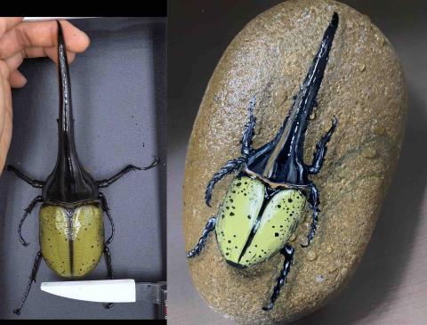 畫布、石頭彩繪(寵物、人物肖像似顏繪) - 左圖為客戶來圖照片，學名叫做赫克力士長戰大甲蟲，右圖為手繪成品，極具紀念收藏價值。(此幅無背景，細節簡單，定價$800)