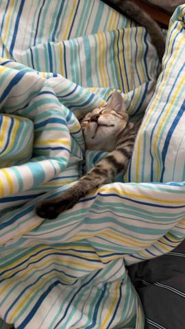 黄淑芬 - 天氣冷自己蓋棉被睡覺