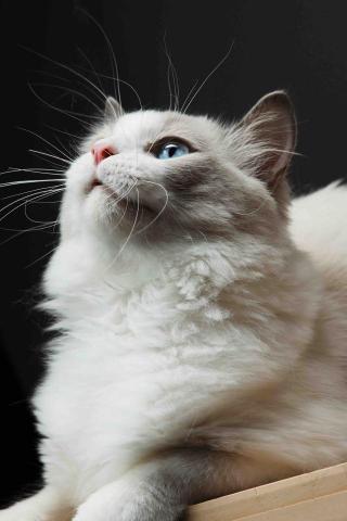 格調光影影像工作室 - 寵物拍攝