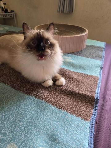 徐晏緹 - 短期寄養的Aniki 徐晏緹 - 短期寄養的Aniki