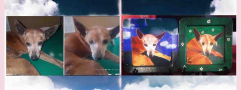 畫布、石頭彩繪(寵物、人物肖像似顏繪) - 