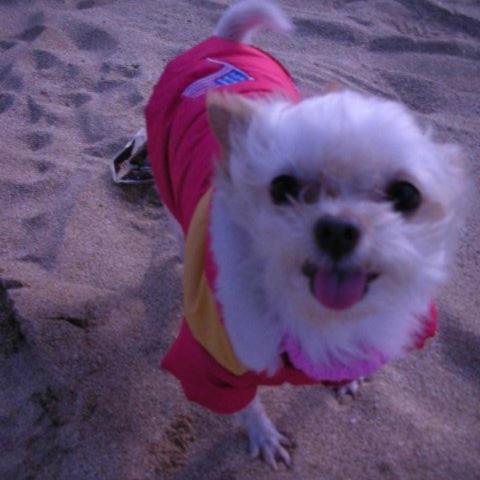 提供養狗狗服務的專家倪敬軒