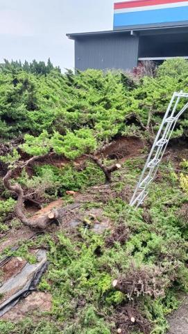 柏君園藝 -  柏君園藝 -