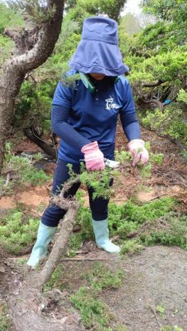 柏君園藝 -  柏君園藝 -