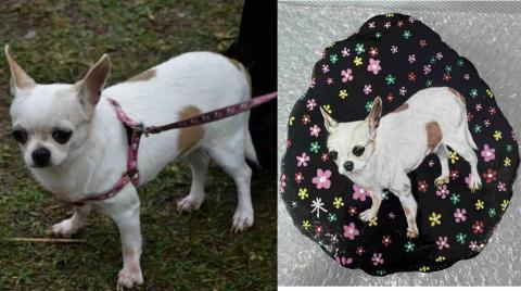 畫布、石頭彩繪(寵物、人物肖像似顏繪) - 