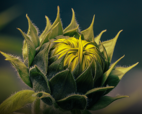 叡影攝影工作室 - 