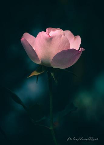 叡影攝影工作室 - 