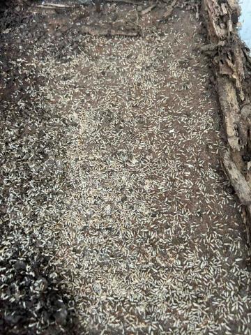 傑出專業除蟲工作室-專業除白蟻服務 - 5年以上的白蟻巢，許多工兵蟻還有繁殖蟻的若蟲，家白蟻的數量可以達到上百萬隻，此次相當棒的經驗，每一次處理白蟻越是困難，都是一種成就感。
+LINE免費諮詢：0930-060-324