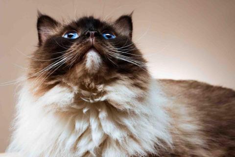 格調光影影像工作室 - 寵物攝影