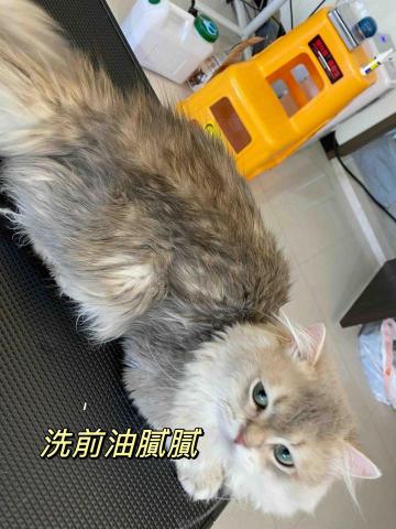 Windy - 貓洗護前