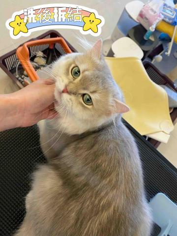 Windy - 貓洗護後