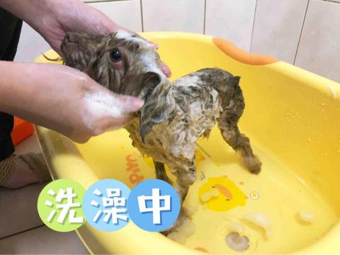 Windy - 狗狗洗澡中
