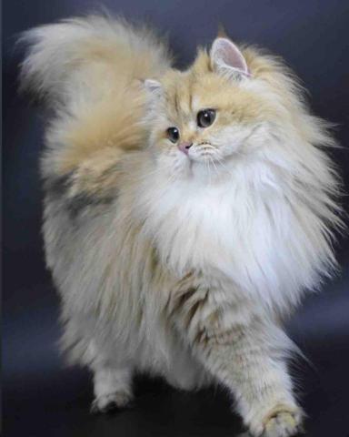 Lulu寵物到府照顧 寄養 -  我的第三隻貓咪妹妹