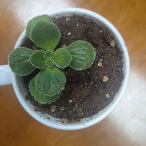 提供寫歌詞服務的專家Evelyn