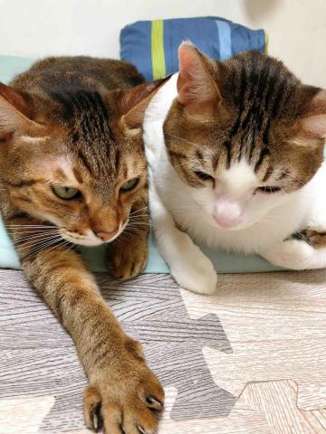 Cein - 我的兩隻可愛喵喵