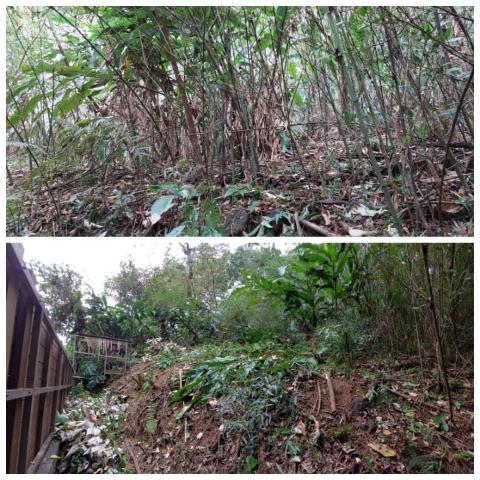 黃先生 - 山坡地雜木伐除