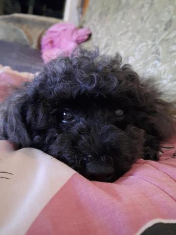 維維寵物服務 - 