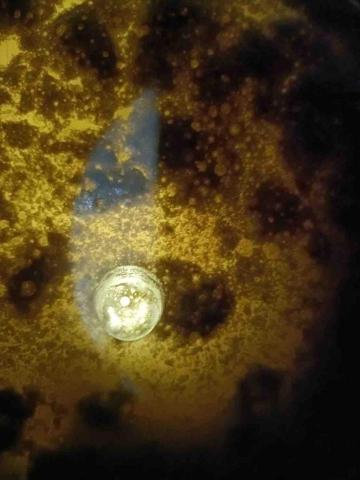 鼎將驅塵室 - 塵蟎屍體