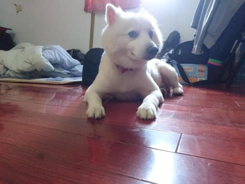 維維寵物服務 - 