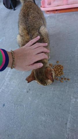 維維寵物服務 - 