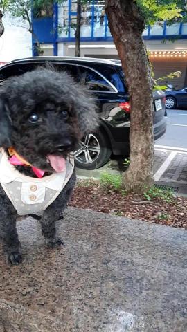 維維寵物服務 - 