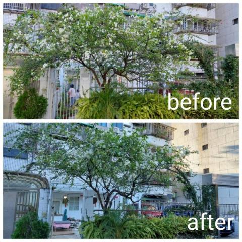 黃先生 - 九重葛修剪