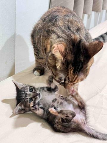 提供按讚攻擊服務的專家黃瑜婷