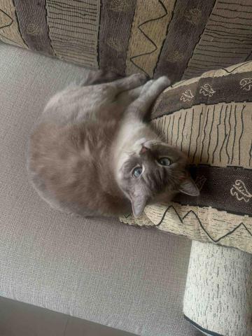 文山區家教推薦莊懿暄