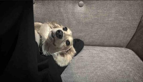 野蟎任務-林洋立 - 店長